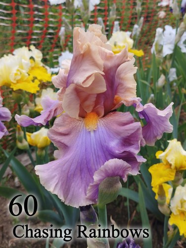 Rizoma iris germanica - 1,