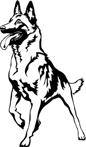 Adesivo malinois - -,