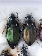 2ex.  Carabus (Neoplectes)