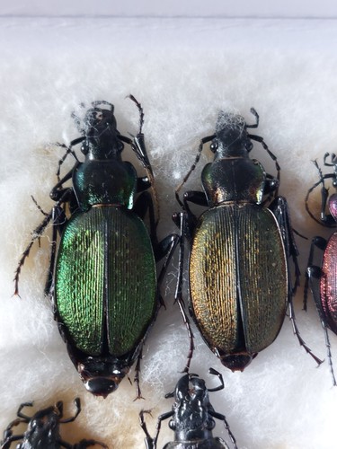 2ex carabus - , (neoplectes)