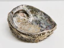 Grande Conchiglia di Abalone