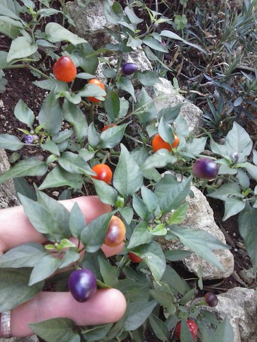 Peperoncino bolivian - peperoncino,