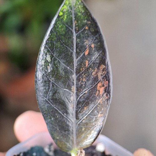 Pianta variegata nero - zz,