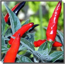 30 Semi Di Peperoncino ACRATA