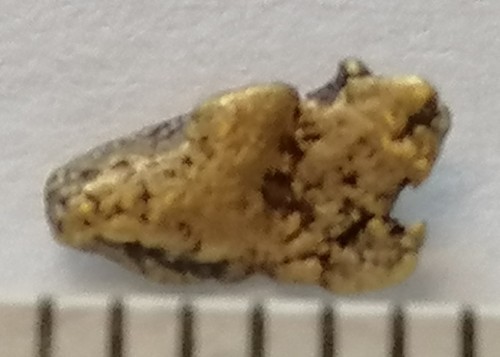 Pepita oro xxl 5 - pepita,