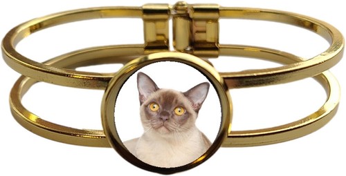 Burmese cat pet - cat,