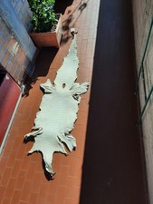 PELLI DI COCCODRILLO GREZZE