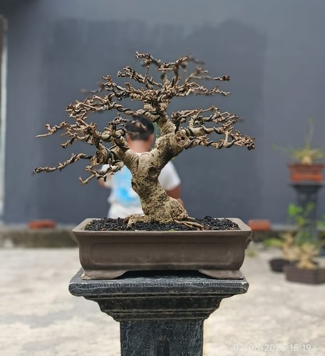 Albero vivo ehretia - albero,
