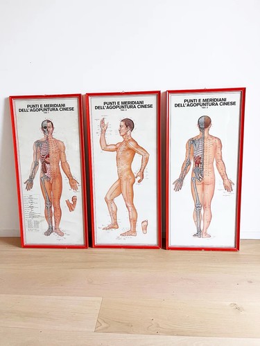 Trittico tavole anatomiche - tavole,