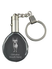 Chihuahua A Pelo Corto -