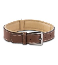 Jack  Russell Premium Dog