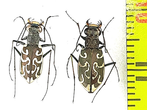 Carabidae cicindela - carabidae,,