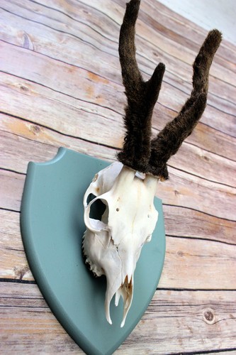Scottish roe deer mount - scottish,