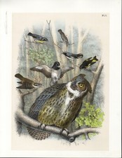 FALCO GRANDE E ALTRI , GRANDE CROMOLITOGRAFIA del 1878, STUDER, PASSEPARTOUT