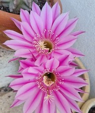 Echinopsis Hybrid Rara In Vaso