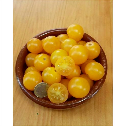 Pomodoro ciliegino pepita - ciliegino,