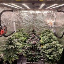 Luce LED dimmerabile 4500 W