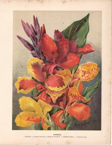 Stampa antica fiori - stampa, gladioli
