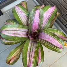 Vincitore neoregelia - vincitore,