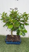 Bonsai di Ficus Panda vaso cm