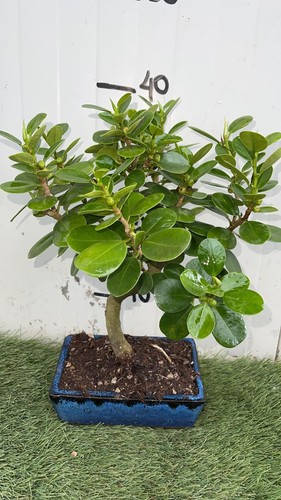 Bonsai ficus panda - bonsai, cm