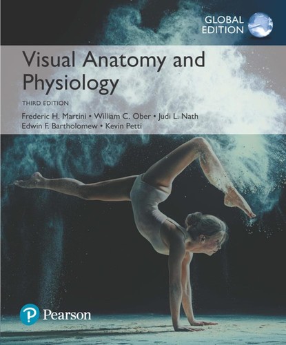 Visual anatomy and - anatomy,