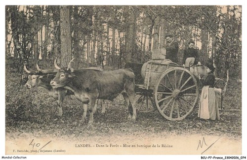 Bcup7 0777 landes nella - landes,