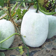 Benincasa hispida (Wax Gourd