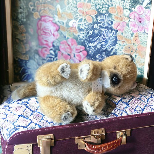 Shiki original mini shiba - shiki,