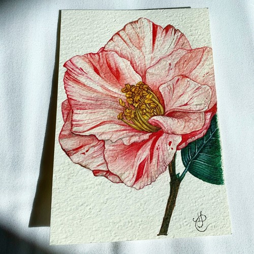 Dipinto camellia japonica - di,