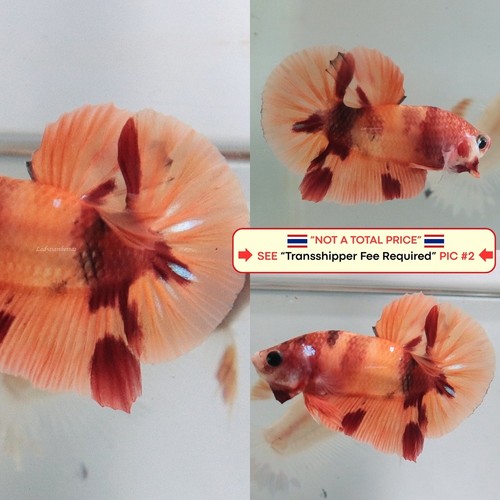 Live betta fish - fish, (thailandia)