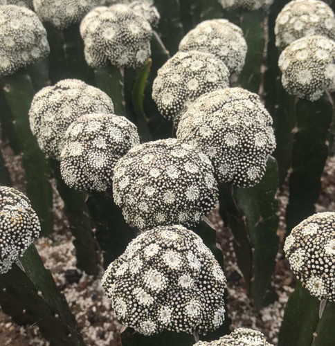 Casuale pezzo mammillaria - casuale!!, pezzo--mammillaria