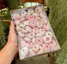 75 conchiglie ricci di mare