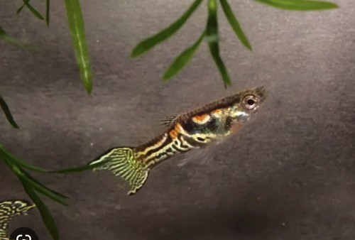 endler