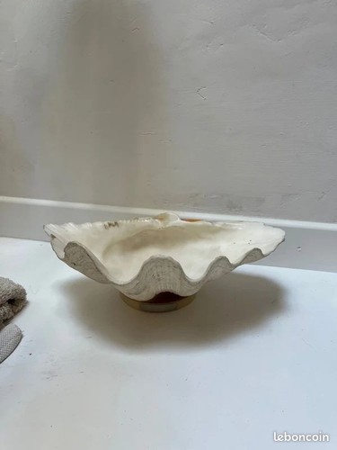 Grand coquillage bénitier - , sur