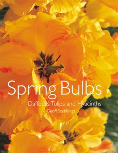 Spring bulbs daffodils - spring, bulbs:
