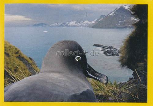 Panini national geographic - panini,
