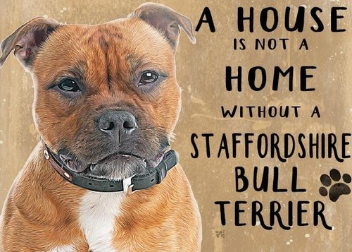 Staffordshire bull terrier - staffordshire,