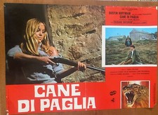 FOTOBUSTA CANE DI PAGLIA "Straw Dogs" DUSTIN HOFFMAN SAM PECKINPAH SUSAN GEORGE