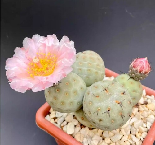 Pianta cactus succulenta - di,