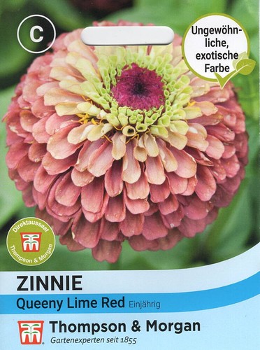 Zinnie queeny lime red - zinnie,