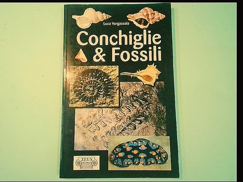 Conchiglie fossili - conchiglie, &