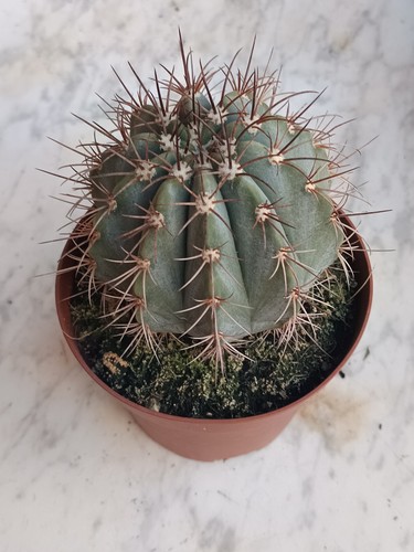 Melocactus azureus ø13 - melocactus, cms