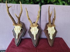 Trofei Capriolo su scudo lavorato a mano