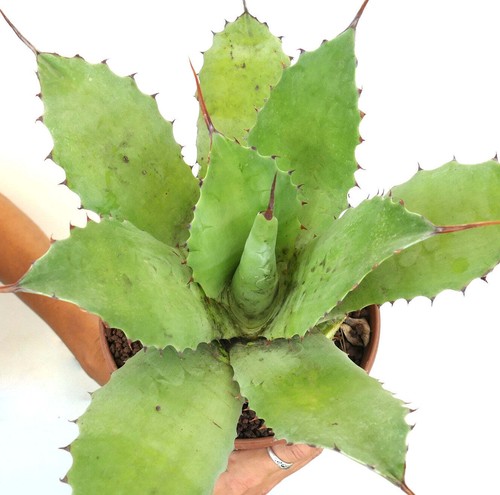 Agave ovatifolia bovicornuta - ovatifolia,