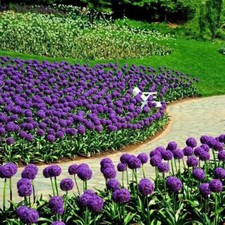 1 Sacchetto Di Semi Giganti Di