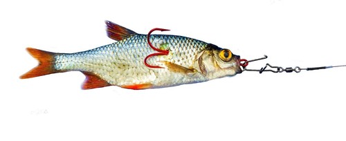 Bavaria esca pesce sistema