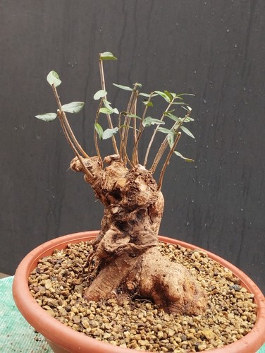 Bonsai olivastro 26x16cm - olivastro,