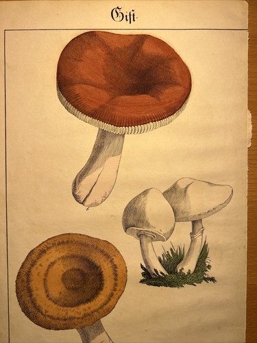 Champignons agaricus psalliota - agaricus,