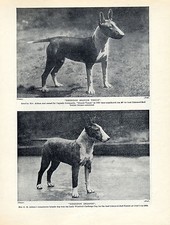 BULL TERRIER NAMED DOGS